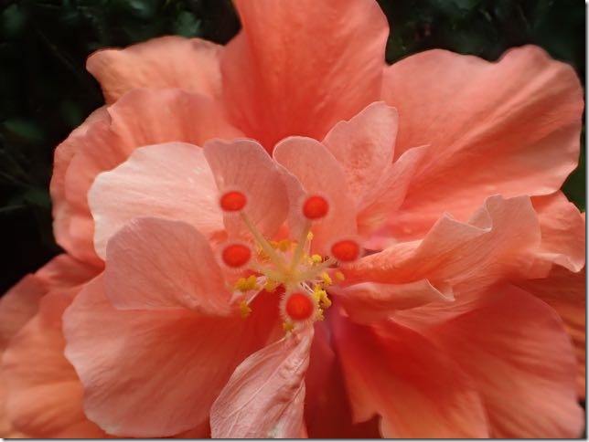 OLYMPUS DIGITAL CAMERA         