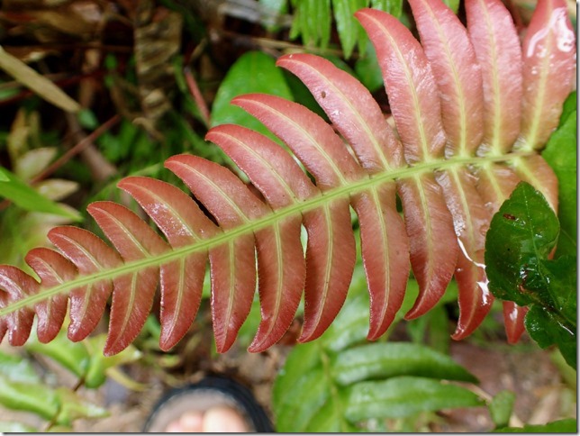 OLYMPUS DIGITAL CAMERA         